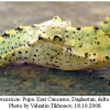 pieris brassicae pupa